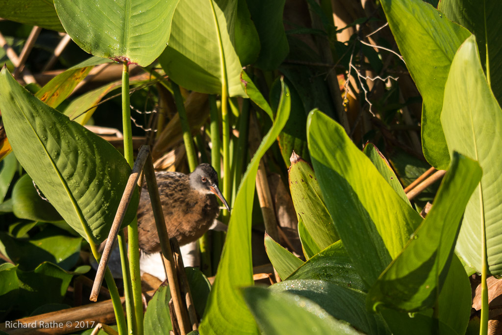 Virginia Rail