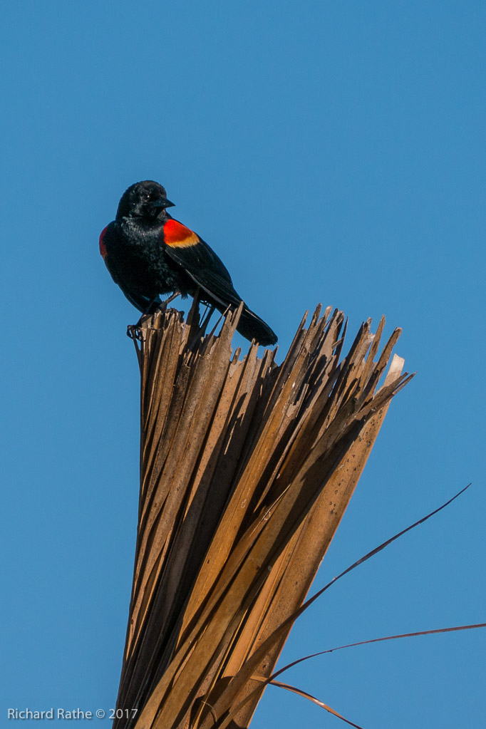 Red-Winged Blackbird