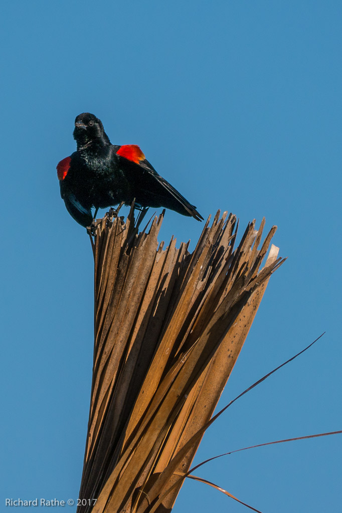 Red-Winged Blackbird