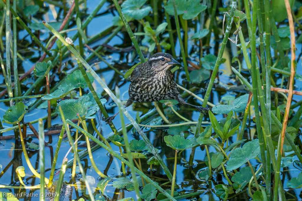 Red-Winged Blackbird