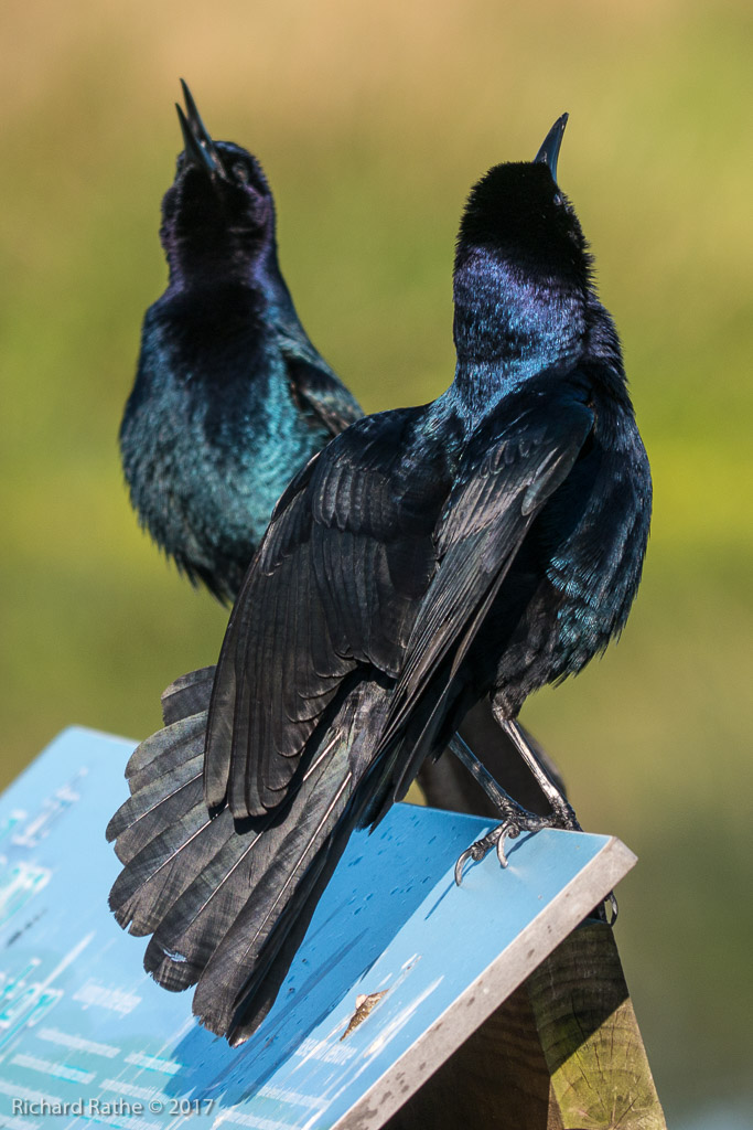 Boat-Tailed Grackle
