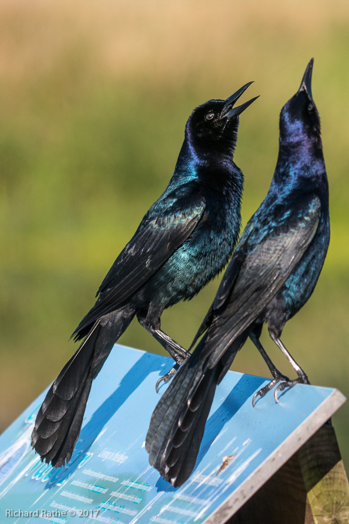 Boat-Tailed Grackle