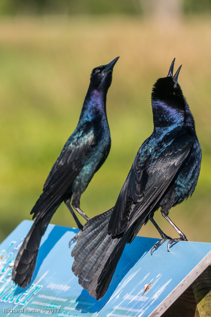 Boat-Tailed Grackle