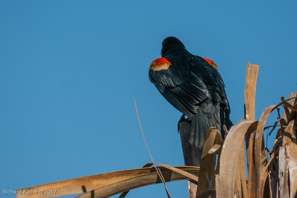 Red-Winged Blackbird