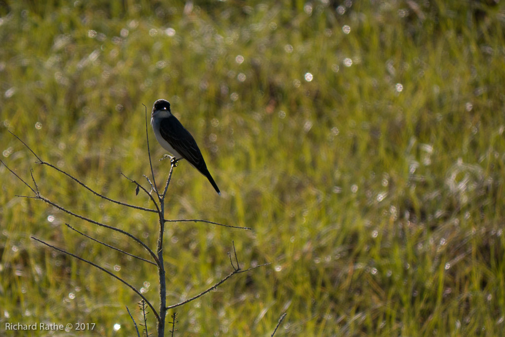 Eastern Kingbird