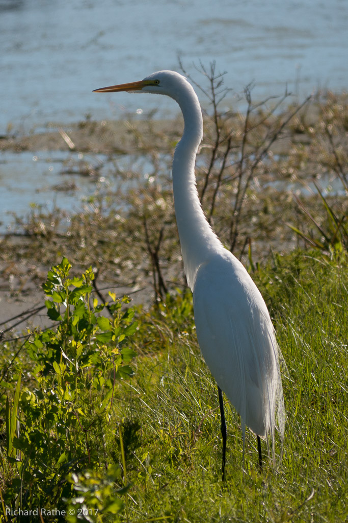 Great Egret