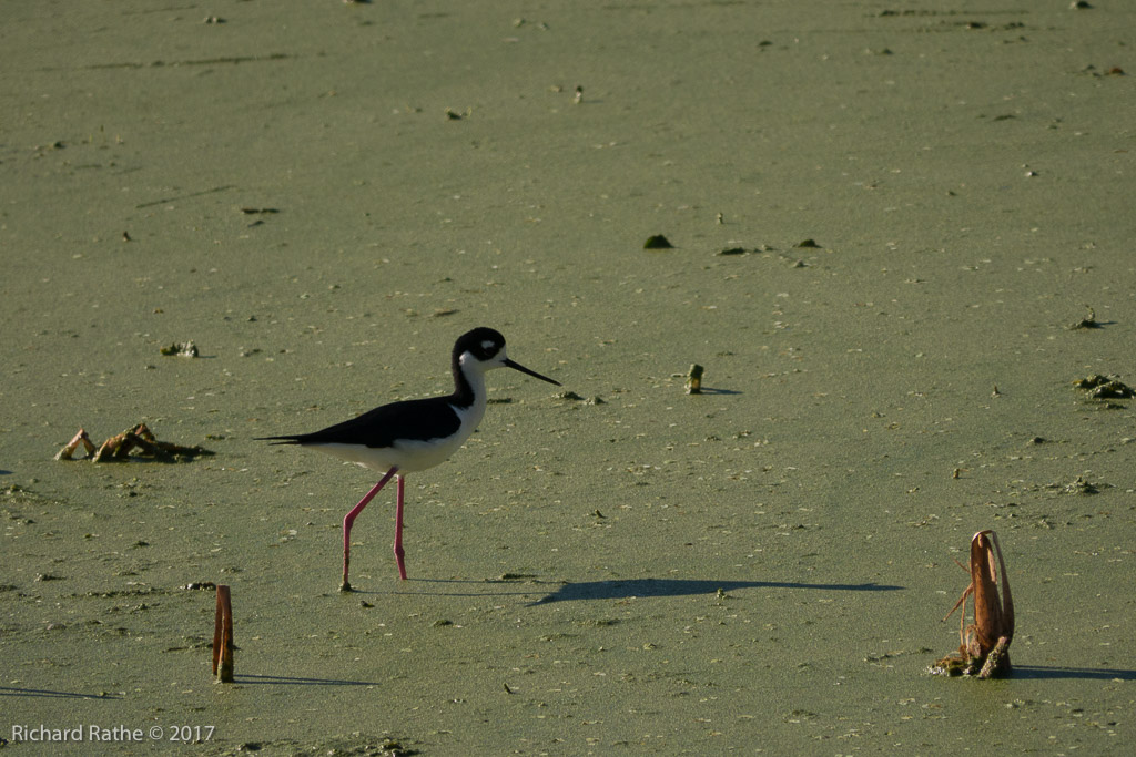 Black-Necked Stilt