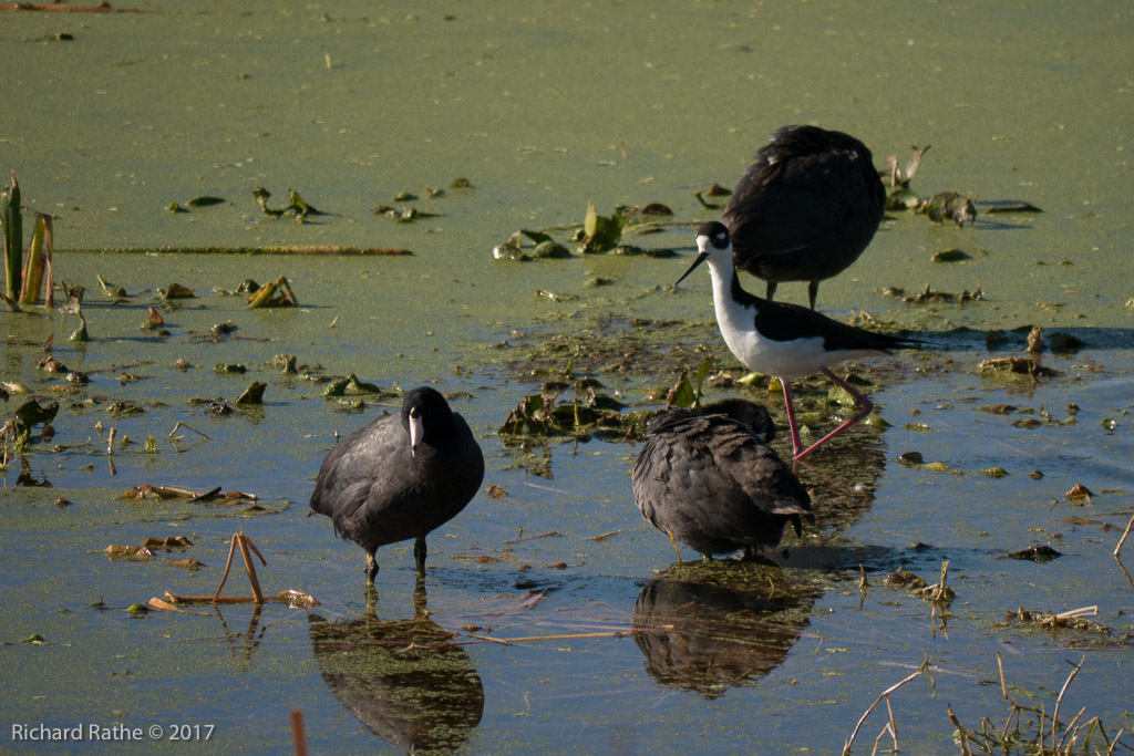 Black-Necked Stilt