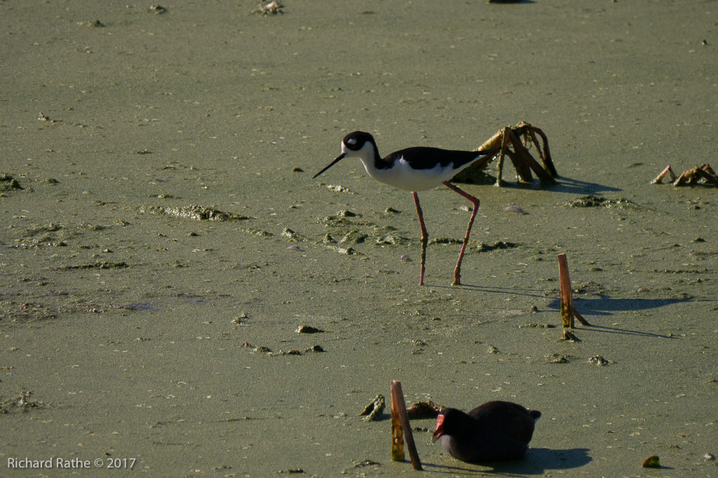 Black-Necked Stilt