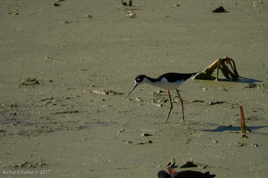 Black-Necked Stilt