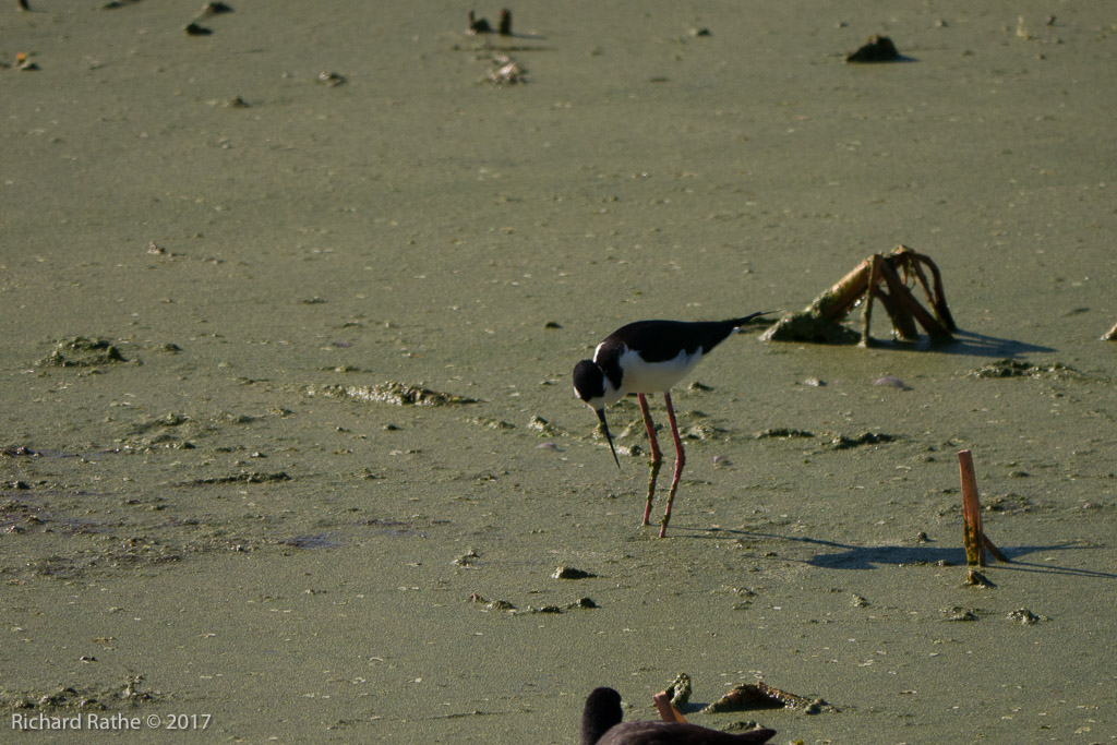 Black-Necked Stilt