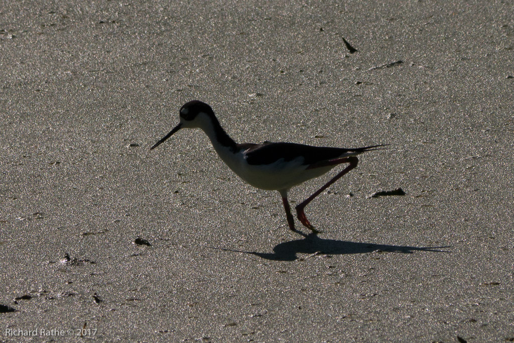 Black-Necked Stilt