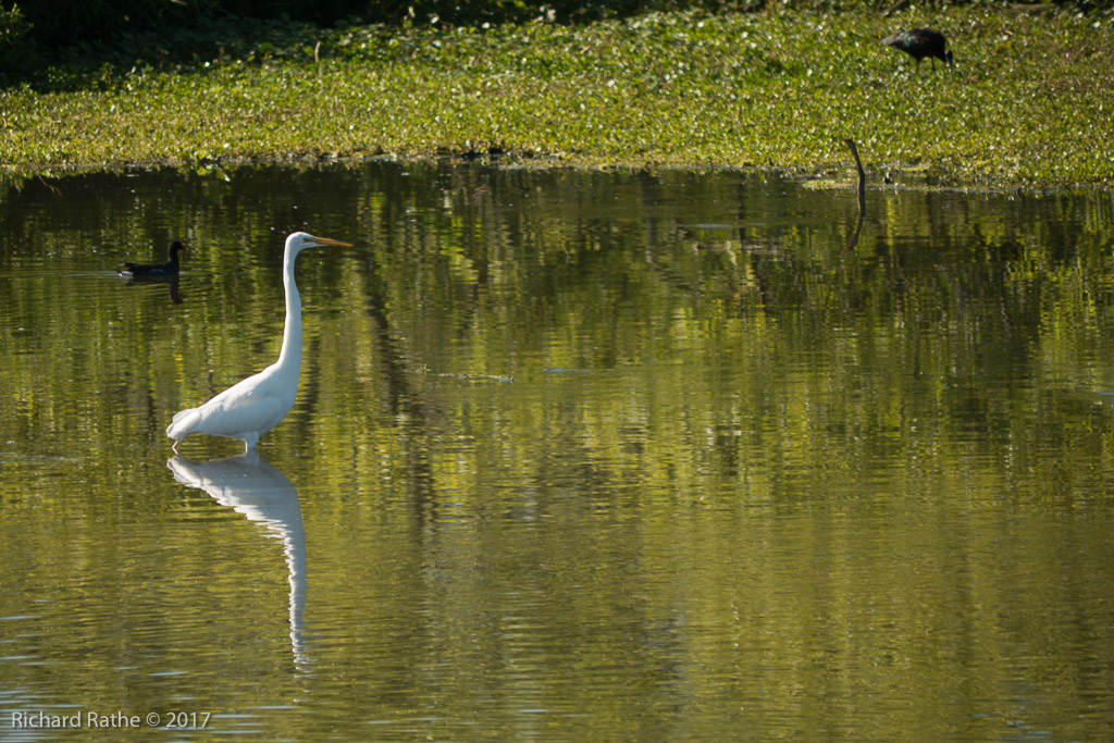 Great Egret