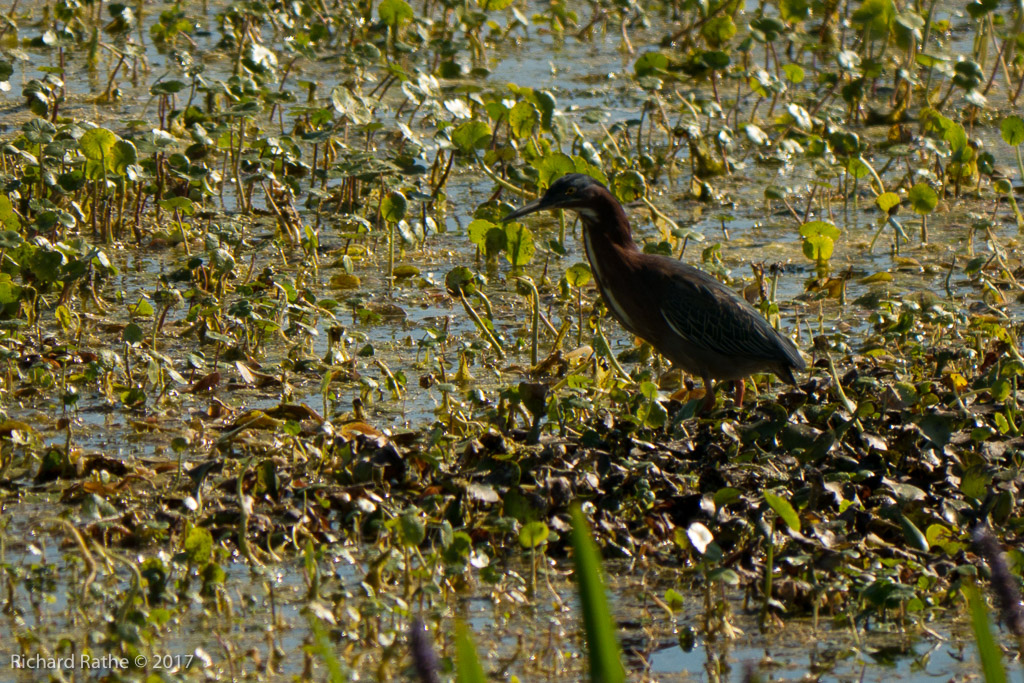 Little Green Heron
