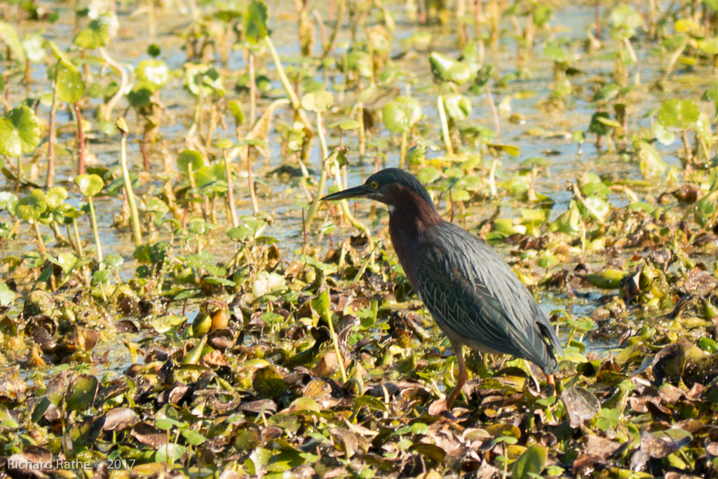 Little Green Heron