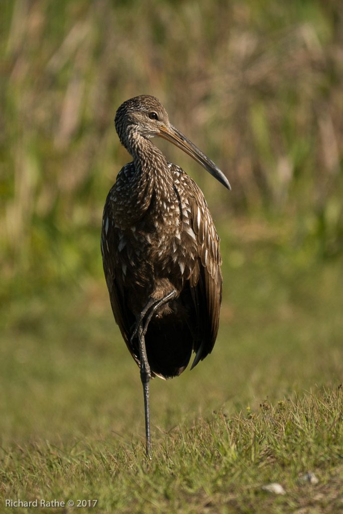 Limpkin