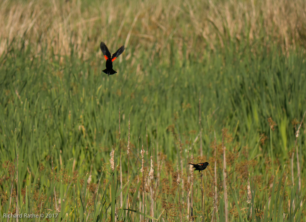 Red-Winged Blackbird