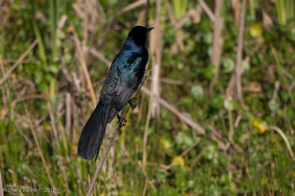 Boat-Tailed Grackle