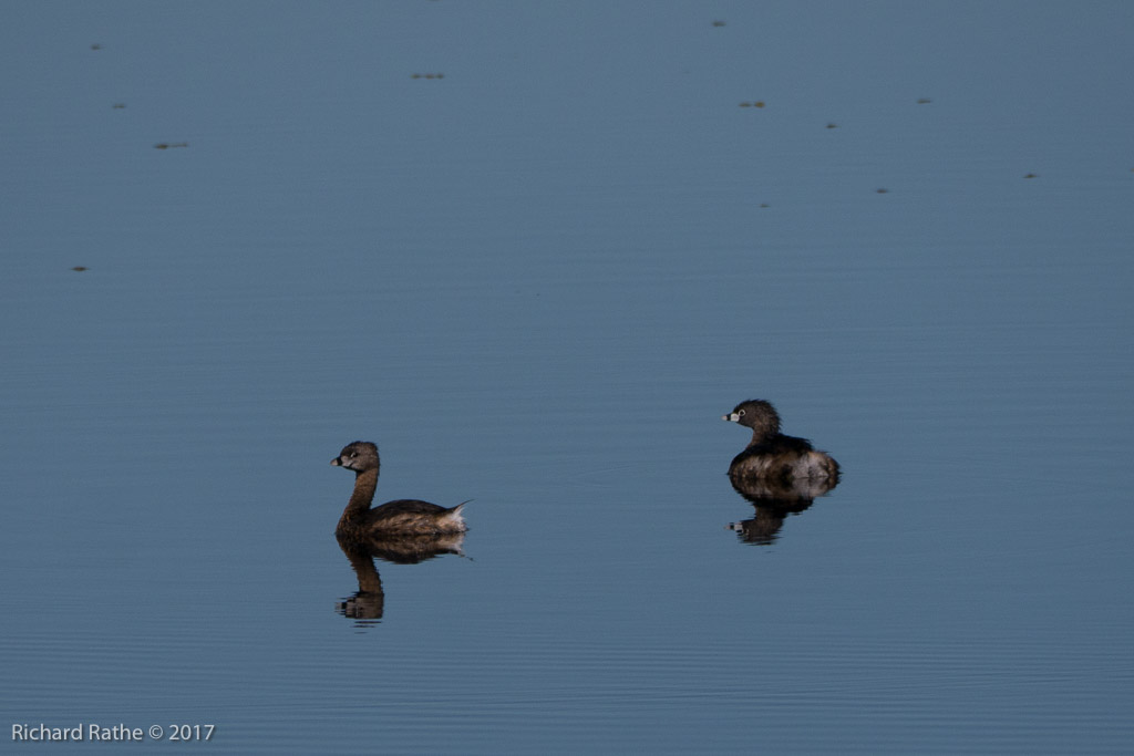 Pied-Billed Grebe