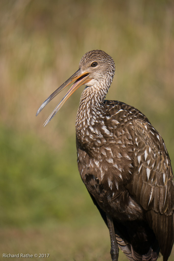 Limpkin