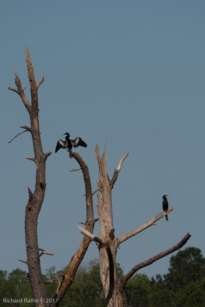 Anhinga
