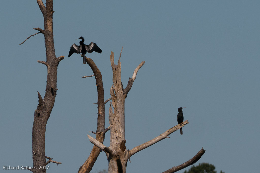 Anhinga