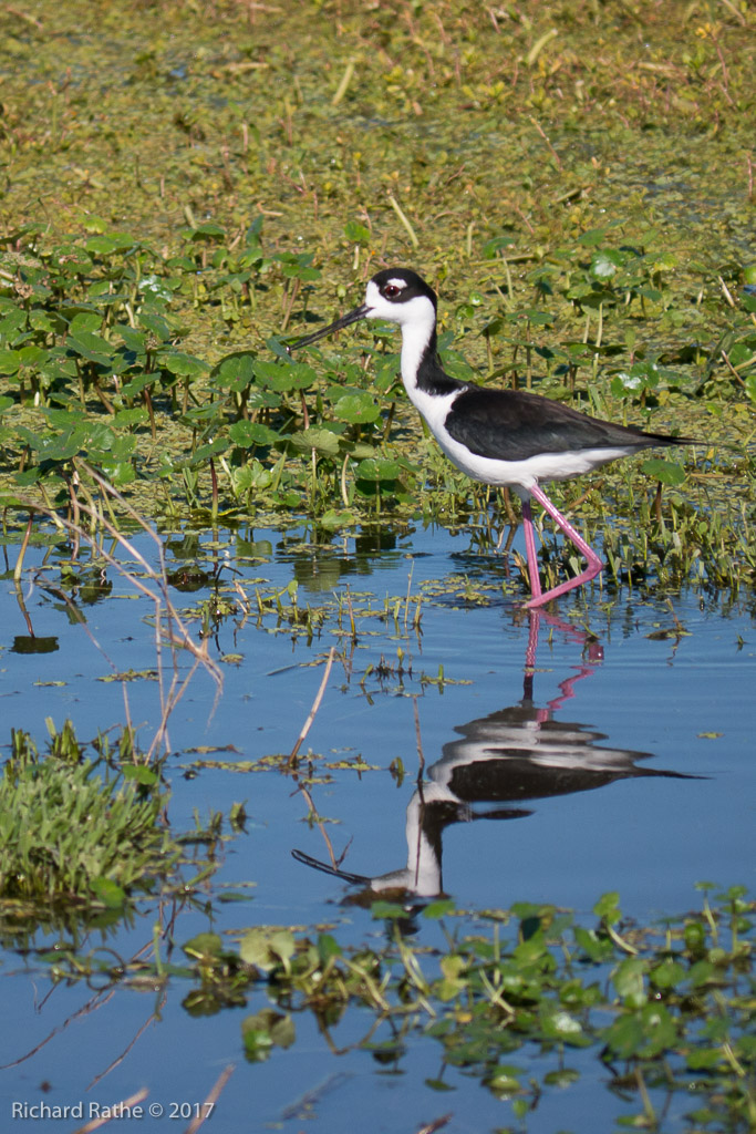Black-Necked Stilt