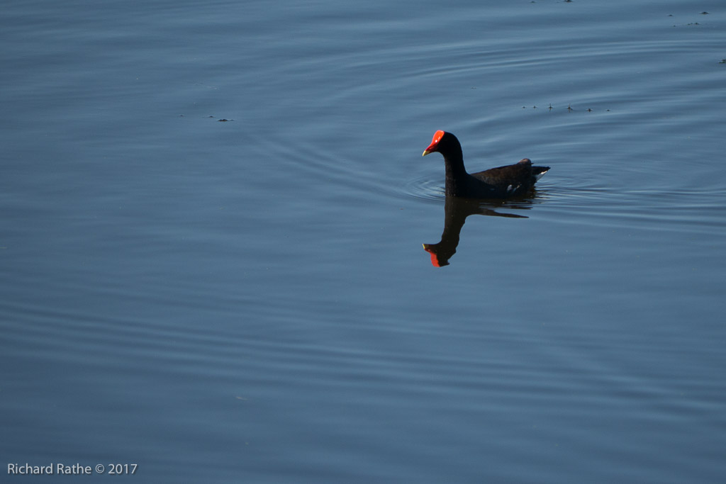 Common Moorhen