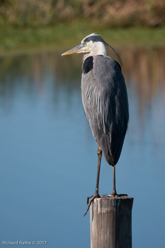 Great Blue Heron