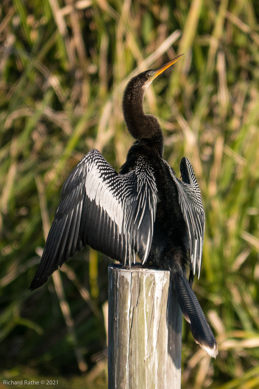 Anhinga