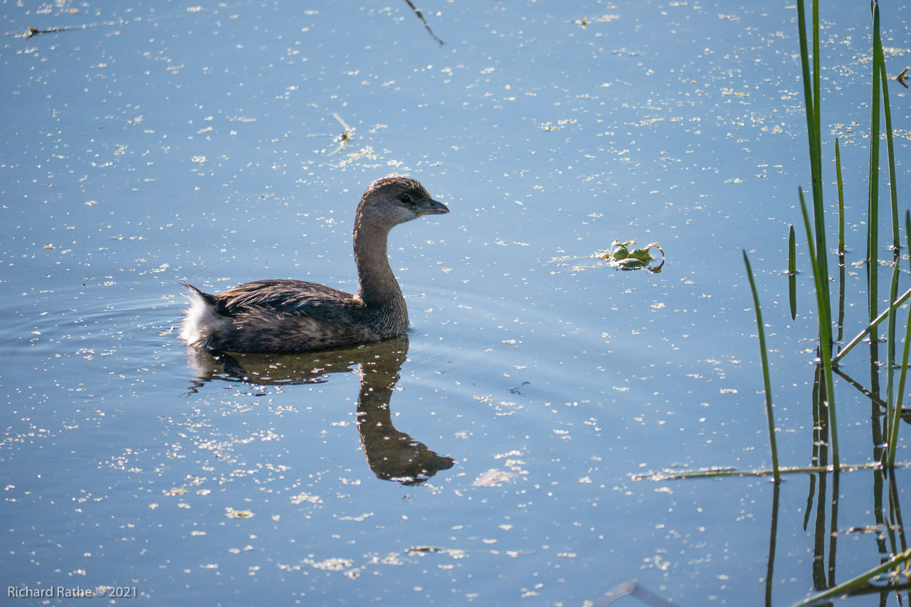 Pied-Billed Grebe