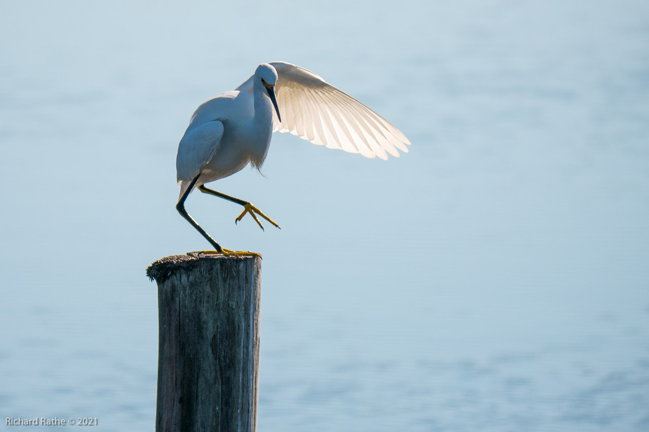 Snowy Egret