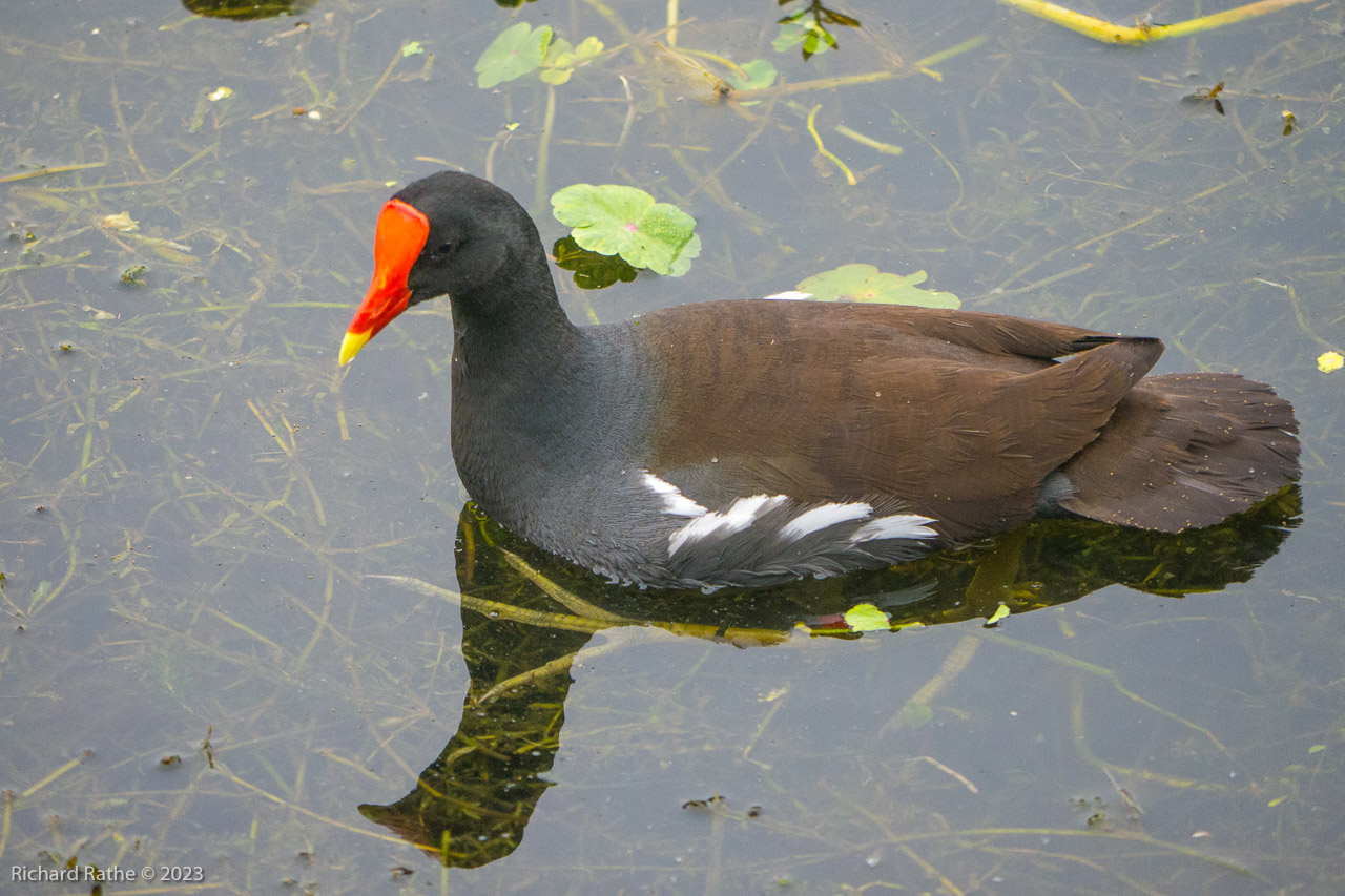 Moorhen