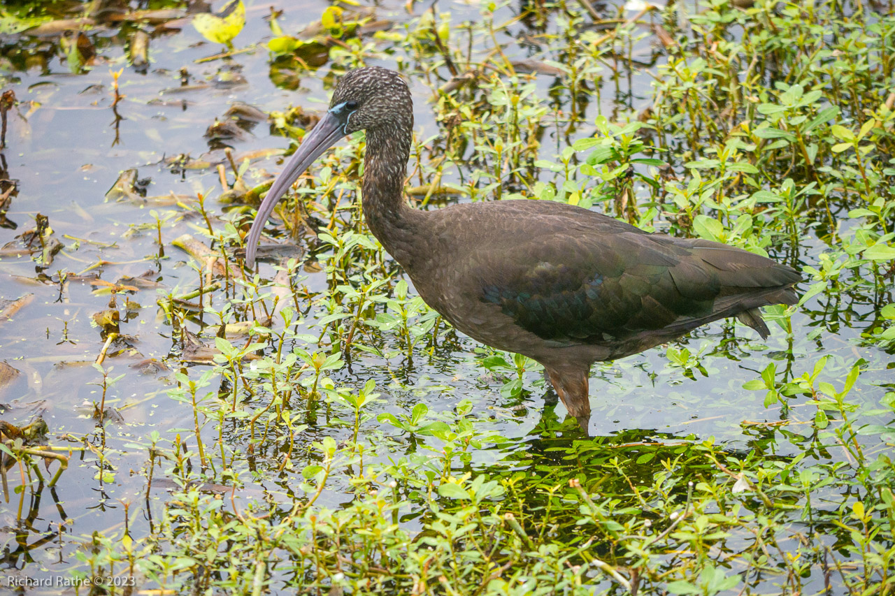 Limpkin