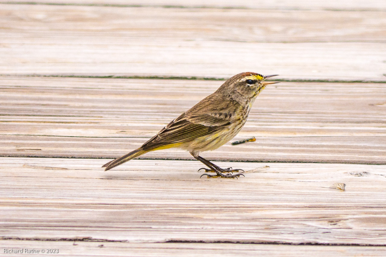Palm Warbler
