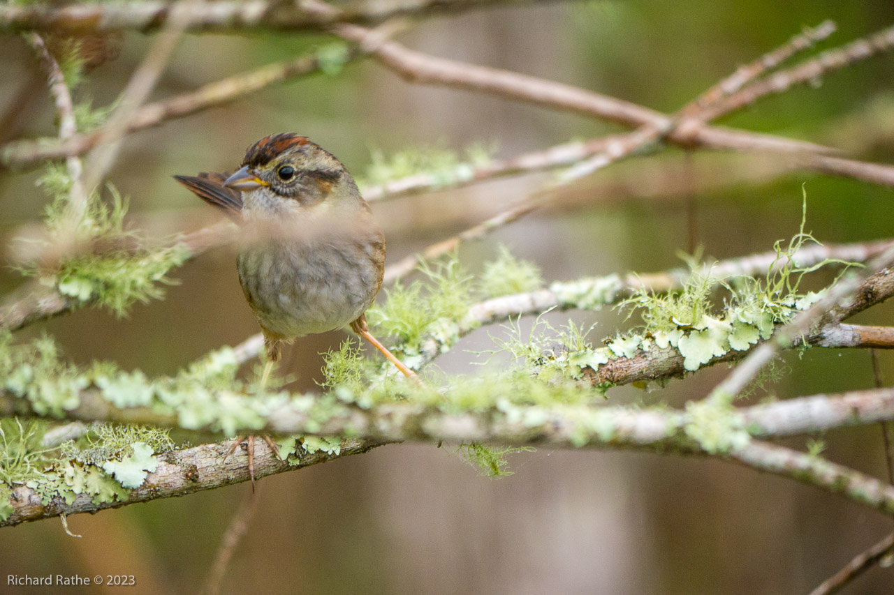 Swamp Sparrow