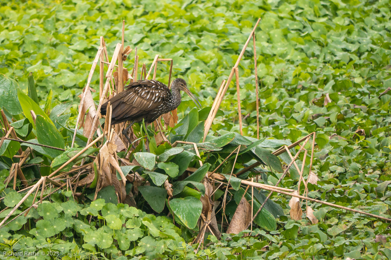 Limpkin