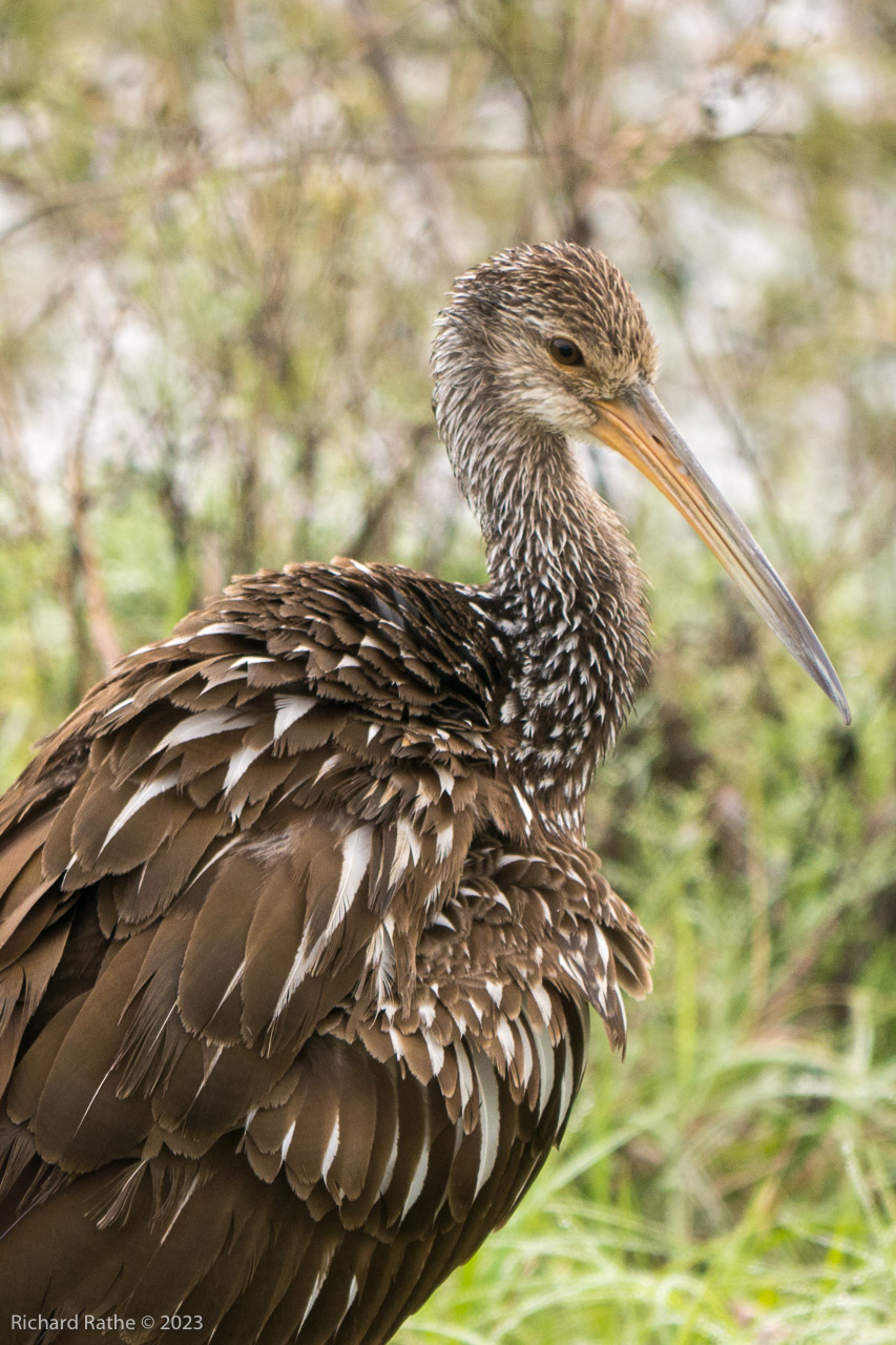 Limpkin