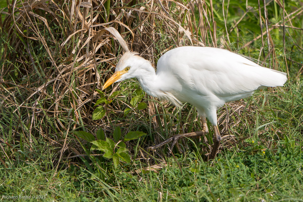 Cattle Egret