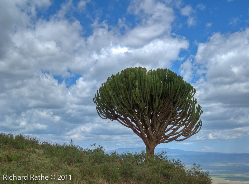 Candelabra Tree Inside Ngorongoro Crater