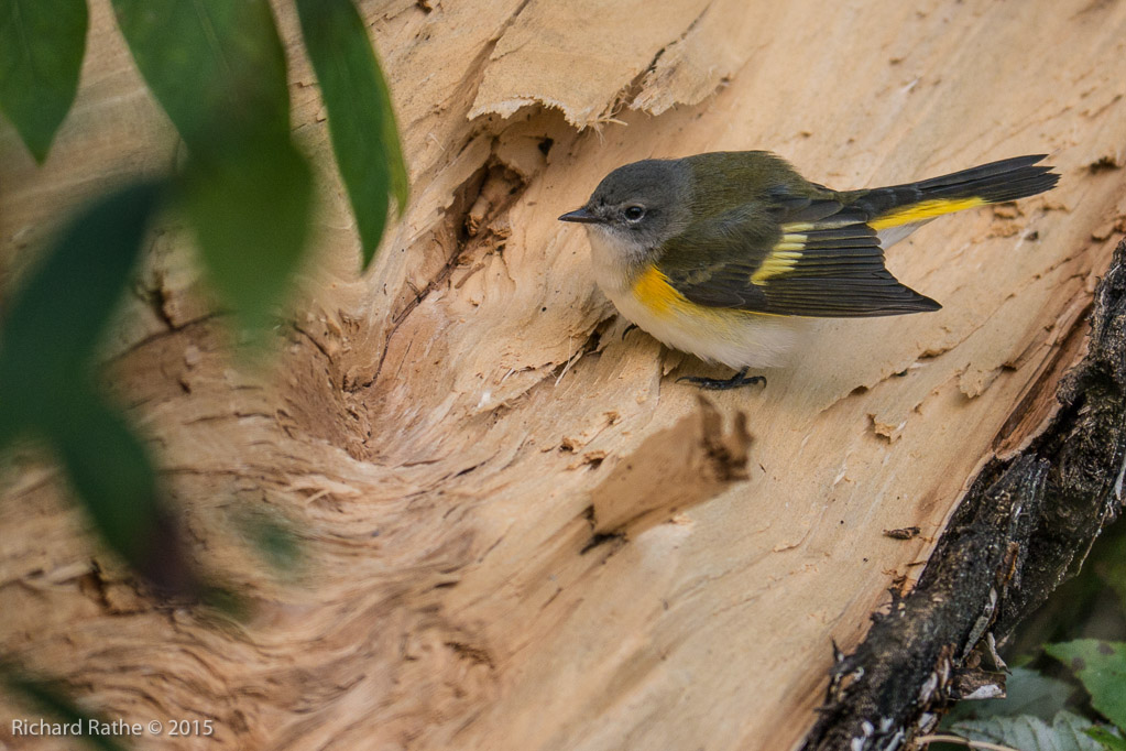 American Redstart