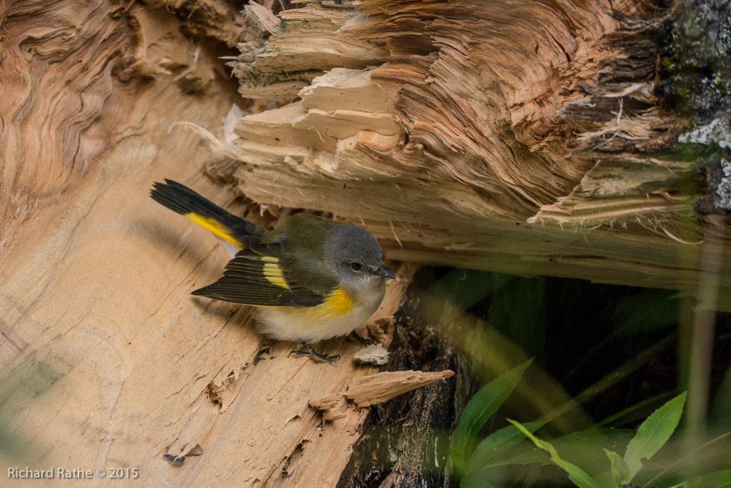American Redstart