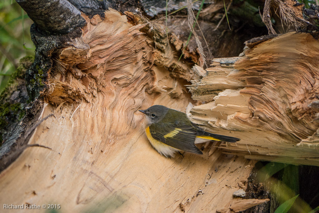 American Redstart