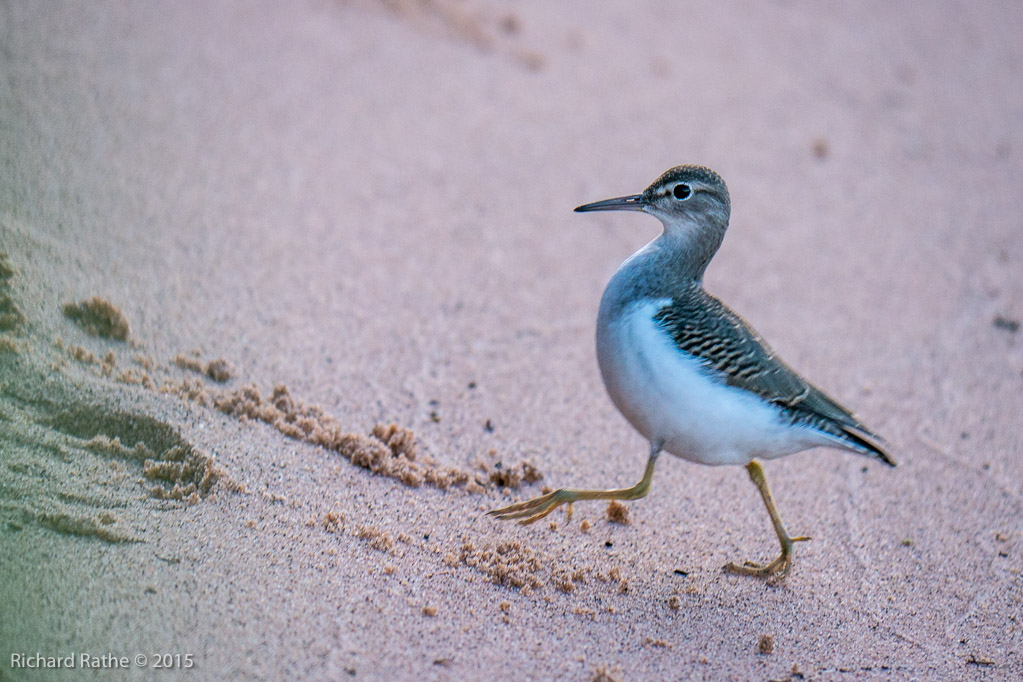 Spotted Sandpiper