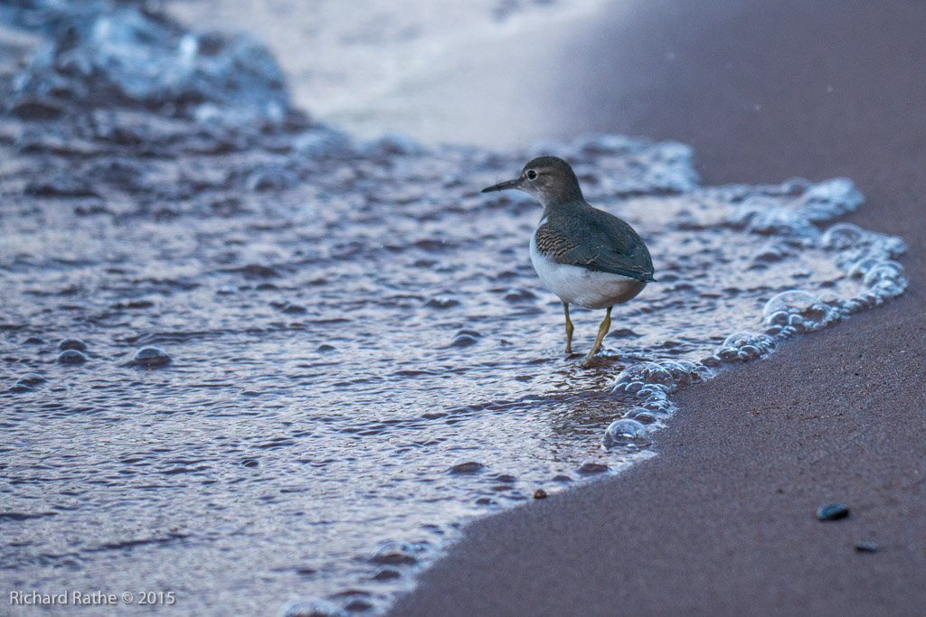 Spotted Sandpiper