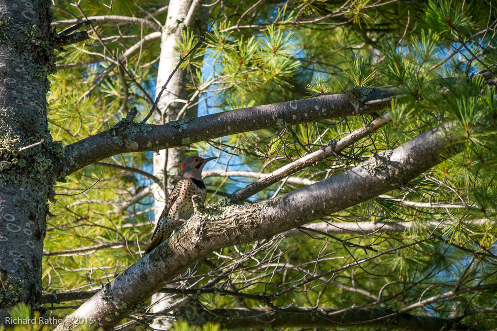 Yellow-Shafted Flicker