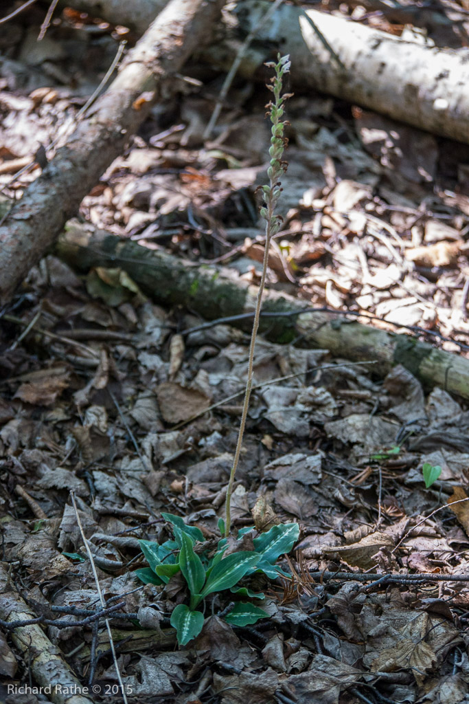 Giant Rattlesnake Plantain
