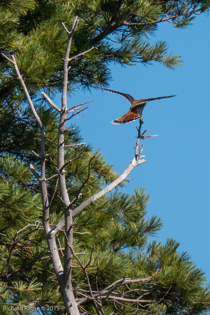 American Kestrel