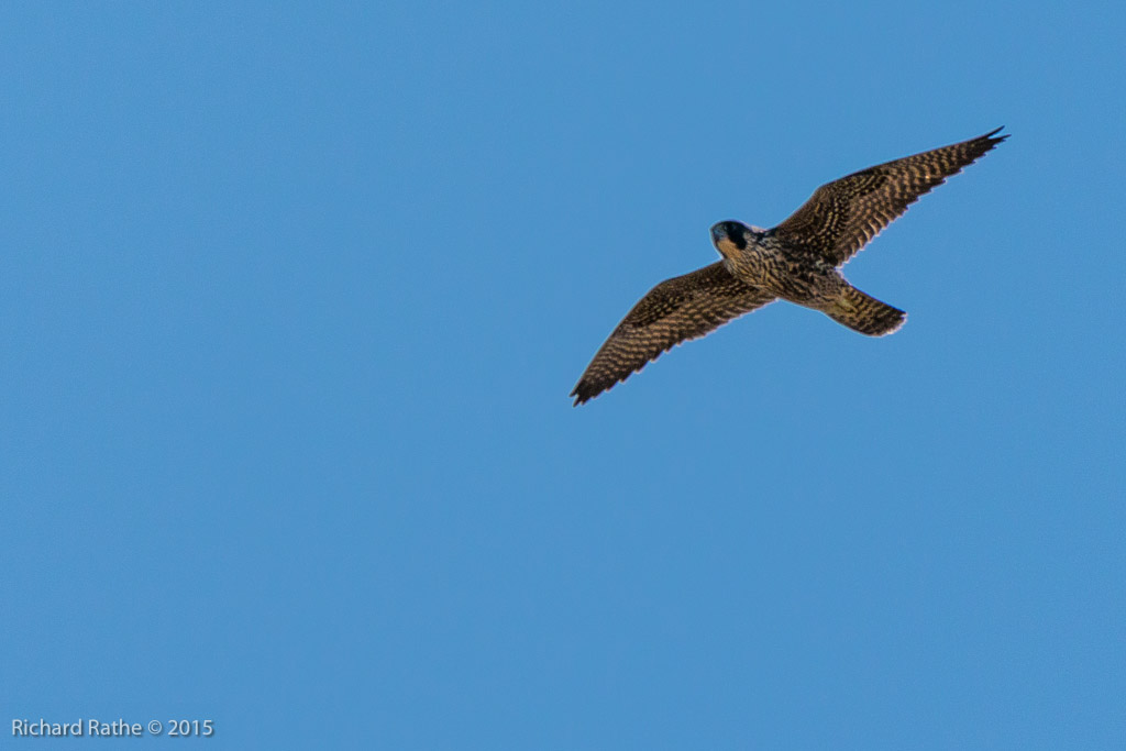 Peregrine Falcon