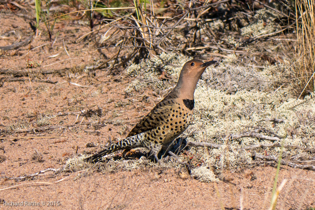 Yellow-Shafted Flicker